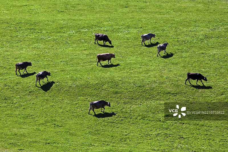 在德国巴伐利亚州奥伯阿尔戈伊的奥伯斯多夫附近的牧场上，牛群在吃草。图片素材