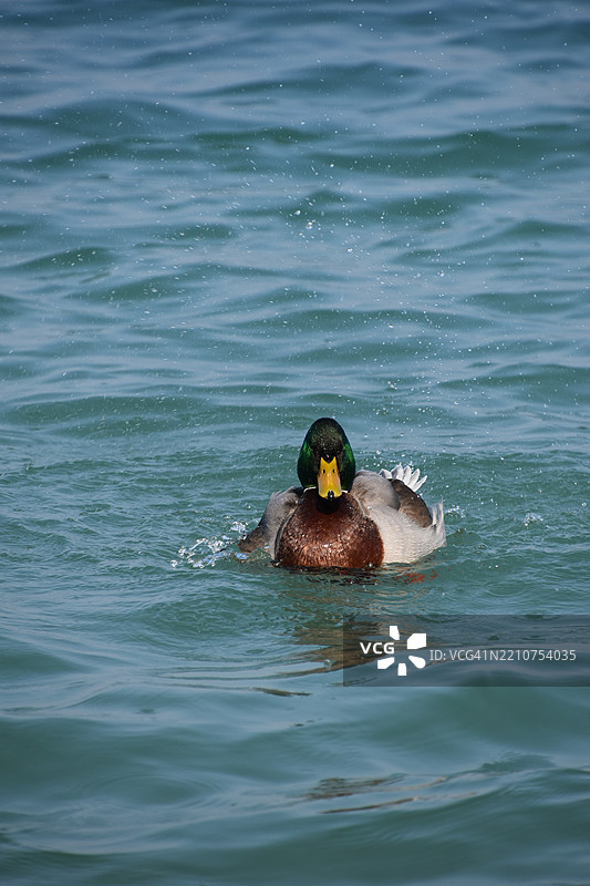 一只鸭子在海里游泳图片素材