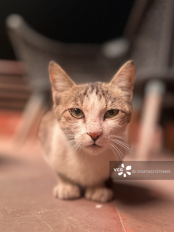 猫的特写肖像，印度旁遮普邦阿姆利则图片素材