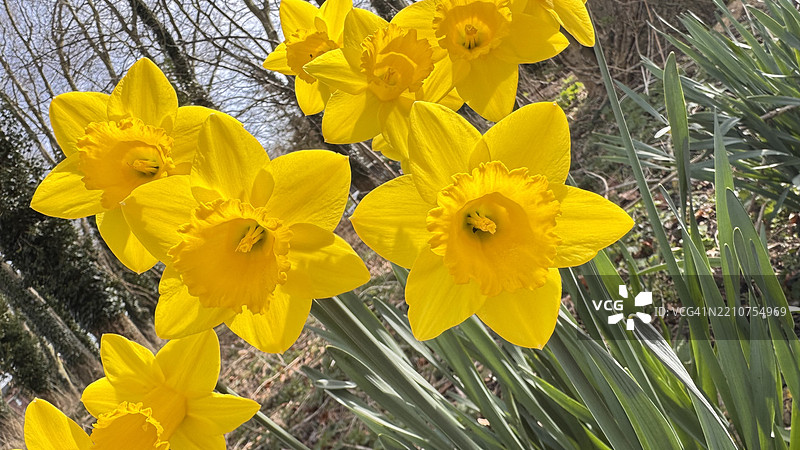 英国诺里奇的黄色开花植物特写图片素材