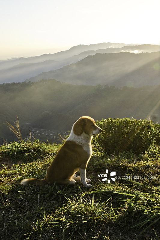日落时分，狗侧坐在绿色草地上图片素材
