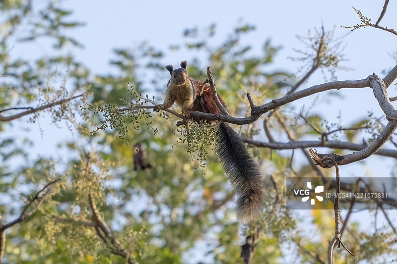 巨型松鼠（Ratufa indica），属于松鼠科（Sciuridae）中的巨型松鼠属（Ratufa），是印度亚洲的特有物种，栖息于马德雅 Pradesh 的萨图拉国家公园、老虎保护区和帕奇马尔希生物圈保护区。图片素材