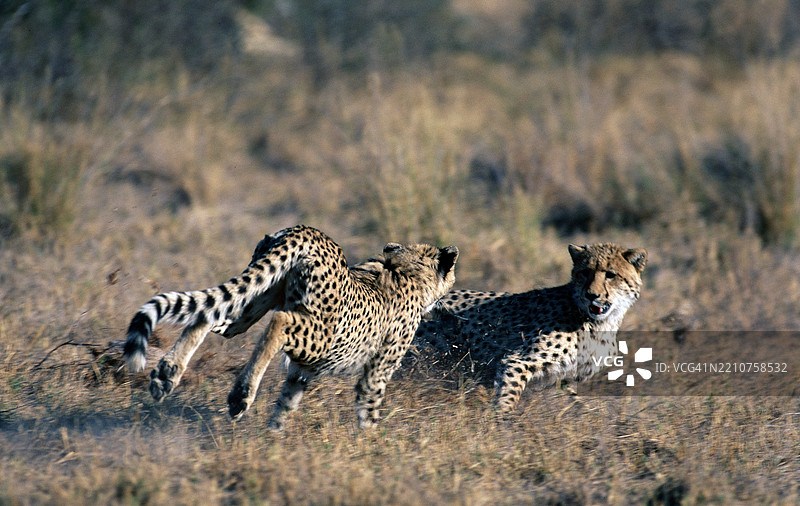 猎豹幼崽在追逐图片素材