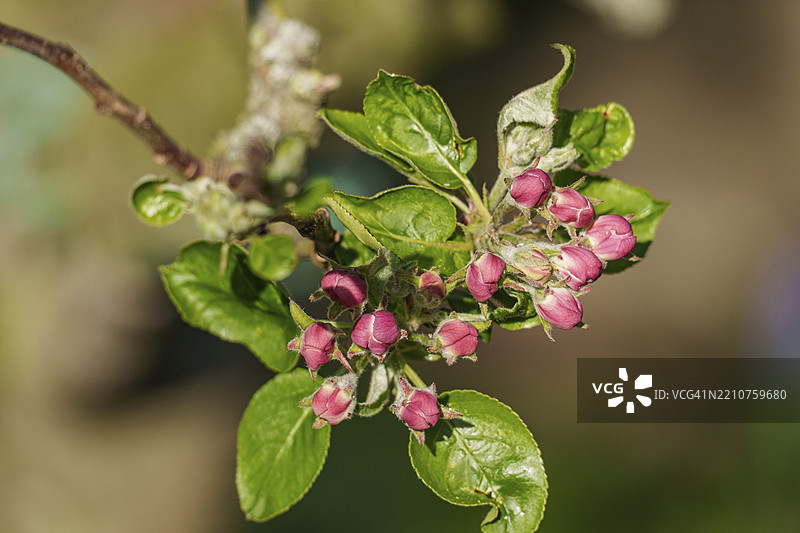 阳光下的红色玫瑰花蕾和郁郁葱葱的绿叶的树枝，德国明斯特地区博尔肯，欧洲图片素材