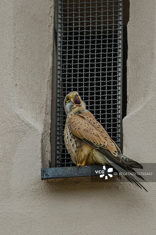 A male Common Kestrel (Falco tinnunculus) appears to be calling or screaming while sitting in front of a lattice, Jesuit Church, Straubing, Lower Bavaria图片素材
