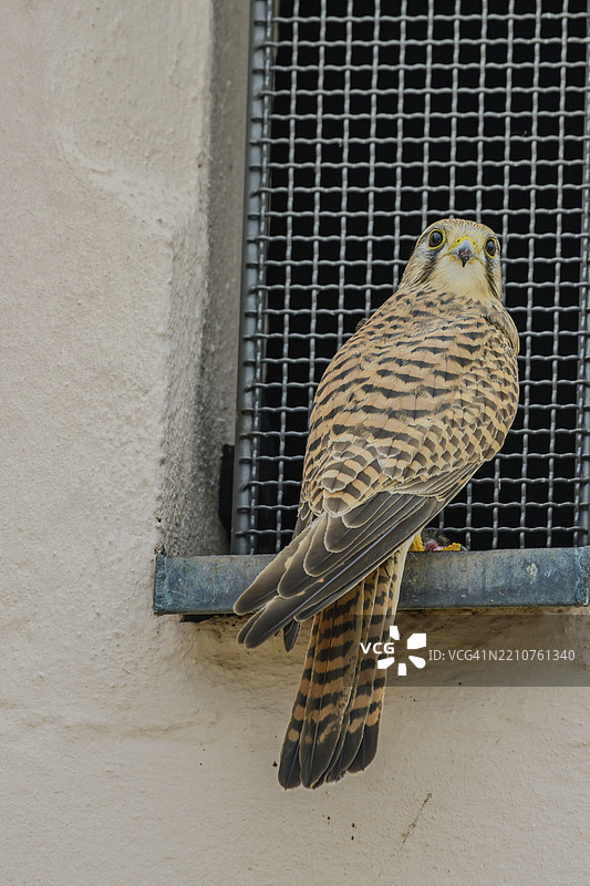 一只雌性普通雀鹰(Falco tinnunculus)从金属框架中注视着镜头,坐在格栅前,耶稣会教堂,施特劳宾,下巴伐利亚。图片素材
