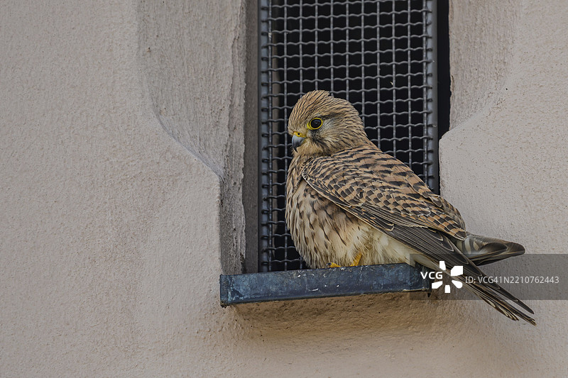一只黄色眼睛的雌性普通雀鹰(Falco tinnunculus)专注地坐在耶稣会教堂(Jesuit Church),斯特劳宾(Straubing),下巴伐利亚(Lower Bavaria)的窗户开口处。图片素材
