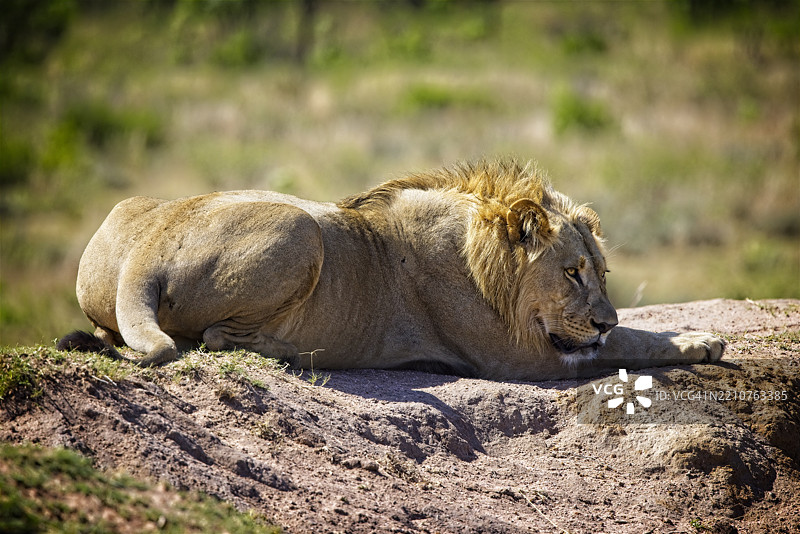狮子侧卧在岩石上的侧面视图图片素材