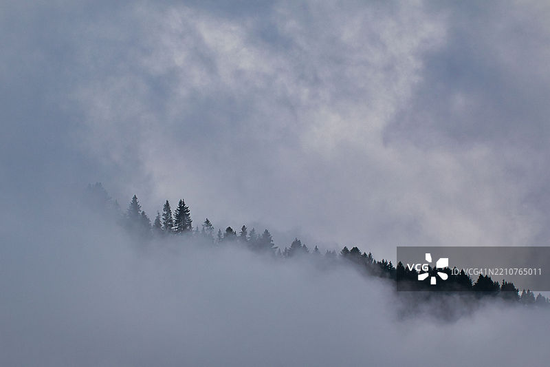 低角度视图的树木与天空相对照图片素材