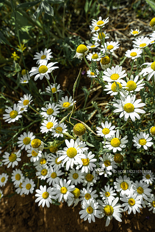 以色列白色雏菊花的特写镜头图片素材