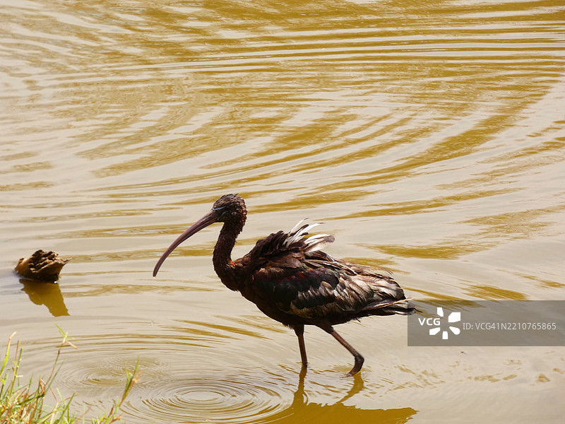 高角度视图的湖中朱鹮图片素材