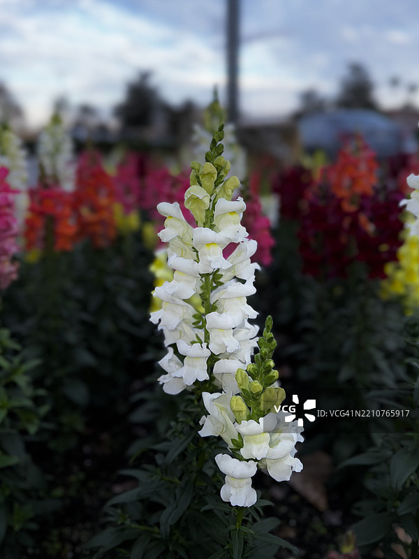 白色开花植物的特写，佛罗里达州奥西欧拉县，美国图片素材