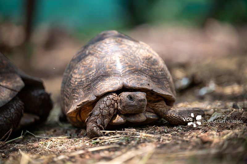 豹龟壳的特写，南非豪登省桑顿图片素材