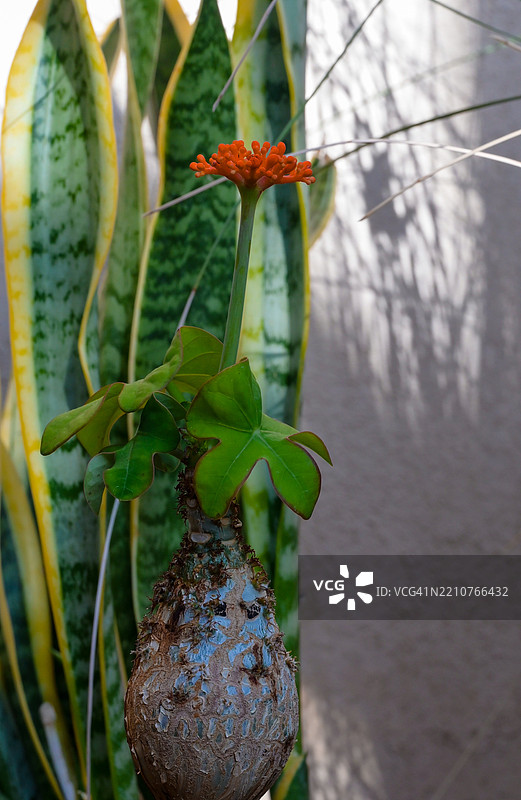 红色开花植物的特写，艾德蒙顿，阿尔伯塔，加拿大图片素材