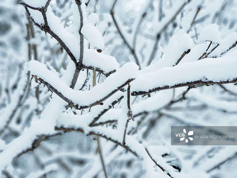 被雪覆盖的树木特写，温尼伯，曼尼托巴，加拿大图片素材