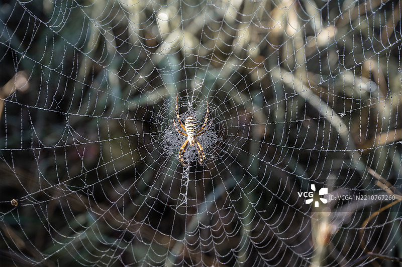 法国蜘蛛在网中的特写图片素材