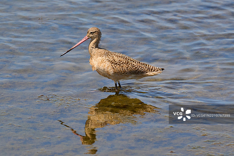 高角度视图的鸟栖息在湖面上，加州亨廷顿海滩，美国图片素材