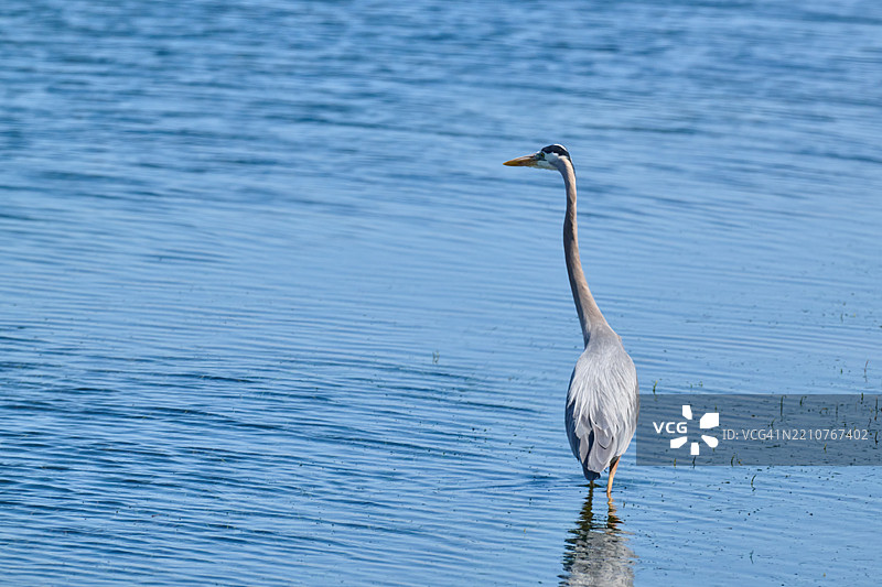 高角度视图的灰鹭在湖中，亨廷顿海滩，加利福尼亚州，美国图片素材
