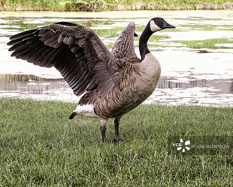 田野上加拿大鹅的特写，西德莫因，爱荷华州，美国图片素材