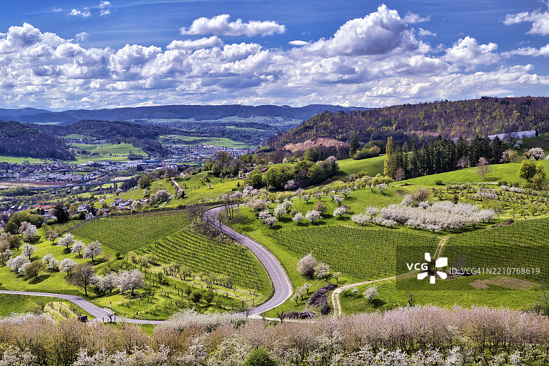 瑞士巴塞尔乡村州西萨赫的丘陵风景中盛开的樱花树图片素材