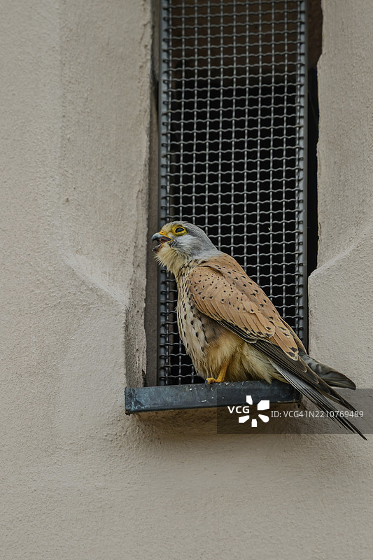 一只雄性普通雀鹰(Falco tinnunculus)专注地坐在格子前,侧头观察,耶稣会教堂,施特劳宾,下巴伐利亚图片素材