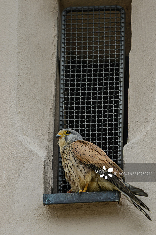 一只平静的雄性普通雀鹰(Falco tinnunculus)安静地坐在窗台上休息,耶稣会教堂,施特劳宾,下巴伐利亚图片素材