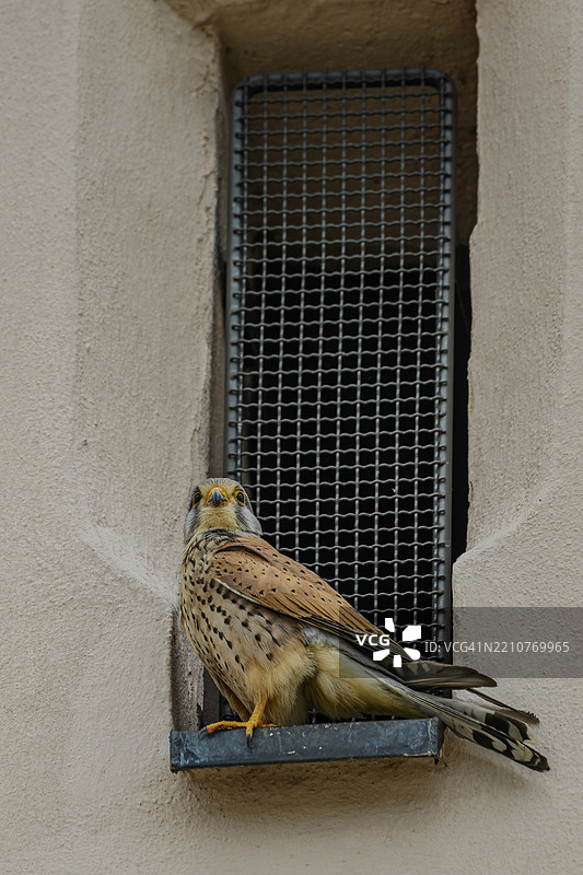 一只安静的雄性普通雀鹰(Falco tinnunculus)坐在窗台上观察周围环境,耶稣会教堂,施特劳宾,下巴伐利亚。图片素材