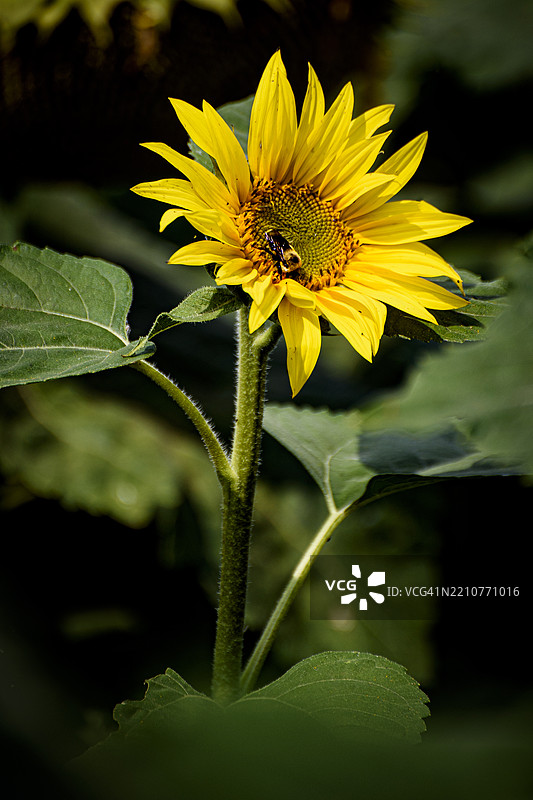 蜜蜂在黄色花朵上的特写镜头图片素材