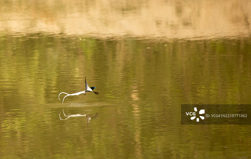 印度湖中鸭子的高角度视图图片素材