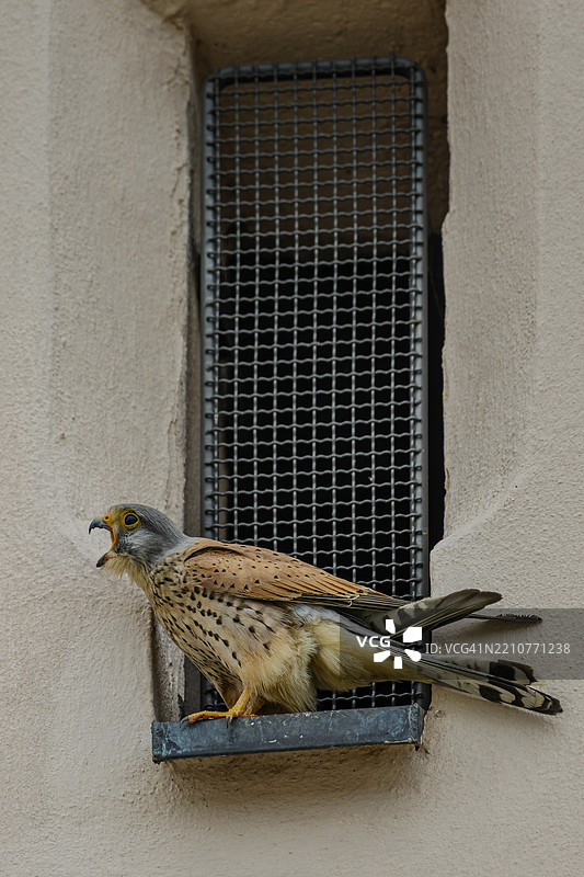 一只雄性普通雀鹰(Falco tinnunculus)张嘴似乎在叫唤,栖息在巴伐利亚下方斯特劳宾的耶稣会教堂的一个平台上。图片素材
