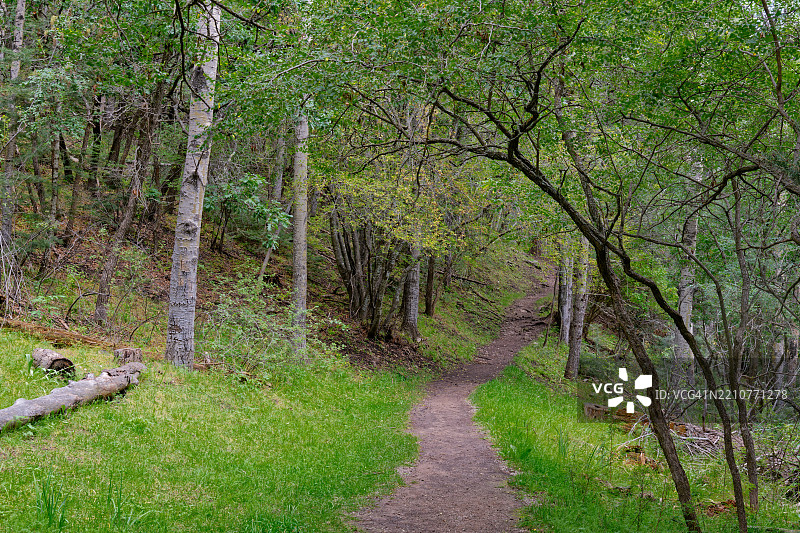 林肯国家森林中的树木，美国图片素材