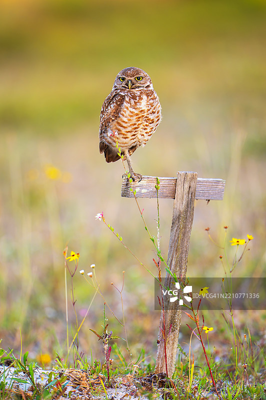 佛罗里达州，美国，游戏尖尾松鸡栖息在木头上特写镜头图片素材