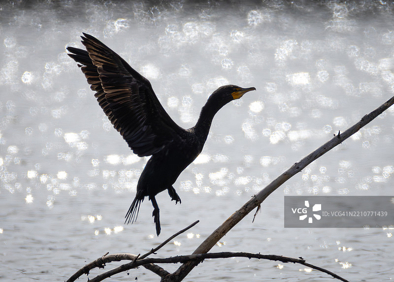 鸬鹚在湖面上空飞翔的特写镜头图片素材