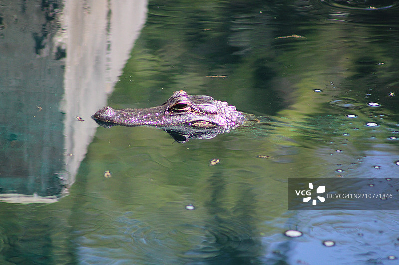 年轻的鳄鱼漂浮在水中，佛罗里达州，坦帕露台，美国图片素材