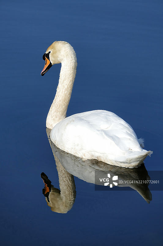天鹅在湖中游泳的特写镜头图片素材