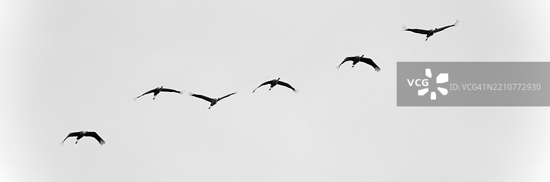 低角度视图的鸟儿在晴朗的天空中飞翔图片素材