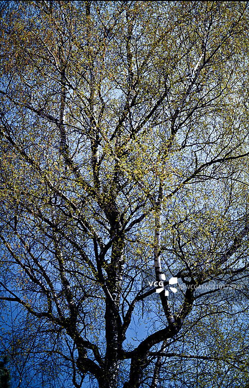 低角度视图的树木与天空相对照图片素材