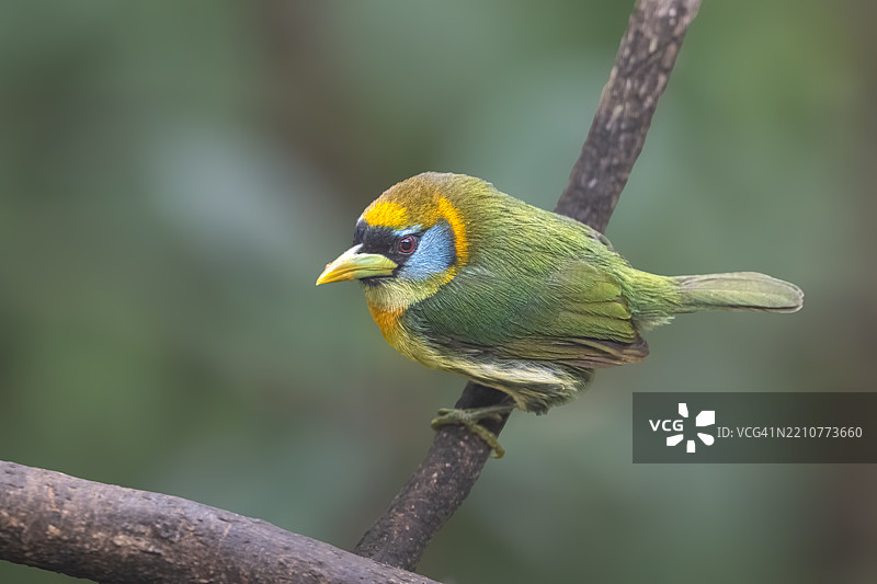 弗朗茨氏叉嘴鸟，原产于潮湿森林图片素材