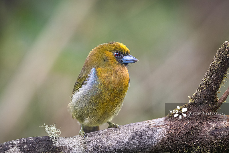 尖嘴啄木鸟，原产于潮湿森林图片素材