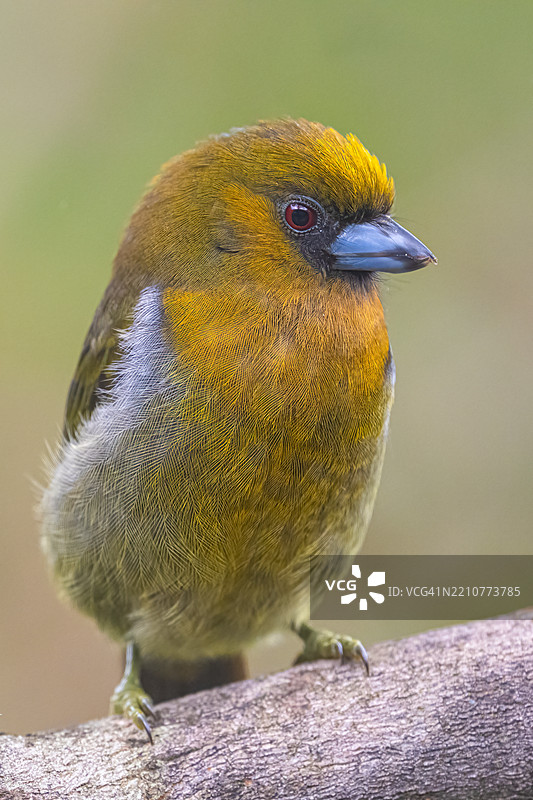 弗朗茨氏叉嘴鸟，原产于潮湿森林图片素材