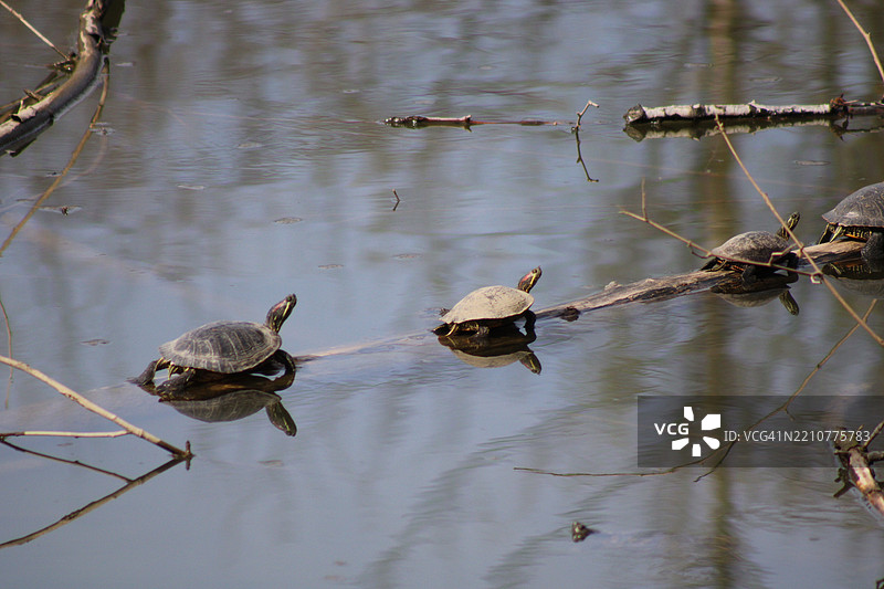 高角度视图的乌龟在湖中游泳，克里夫科尔，密苏里州，美国图片素材
