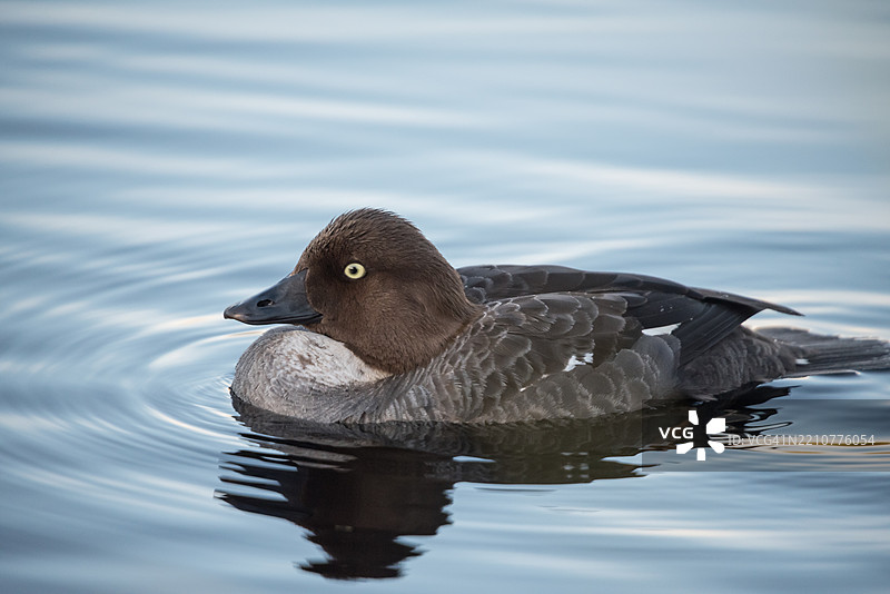芬兰夏季森林湖泊中游泳的金眼水鸟图片素材
