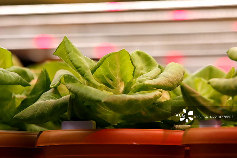 室内罗马生菜种植特写图片素材