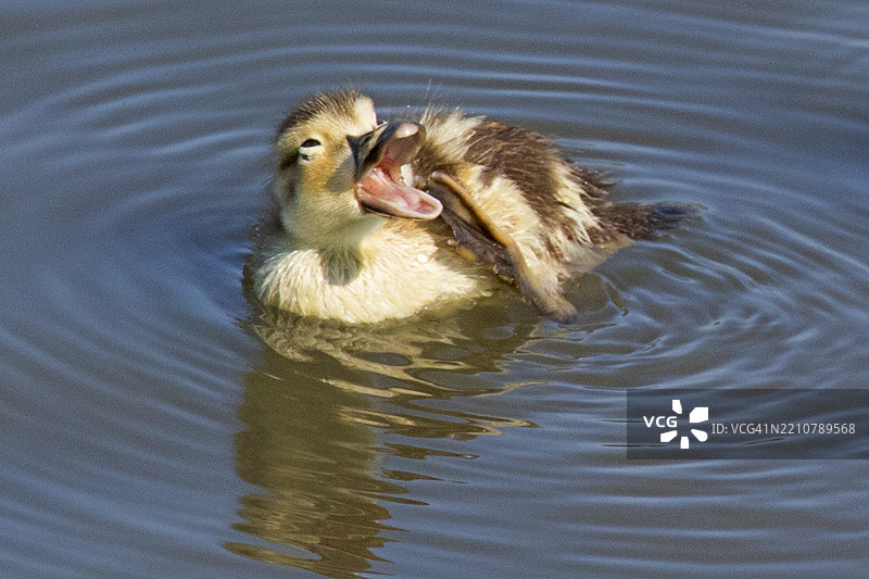 在水中嘎嘎叫的野鸭雏鸭图片素材