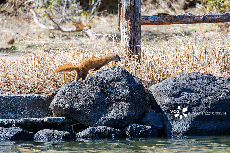 一只可爱的日本鼬鼠（Mustela itatsi，鼬科）。它跳进池塘，抓住了一只日本火腹蝾螈（Cynops pyrrhogaster）。东京，伊豆群岛，八丈岛 - 2025年3月1日。图片素材