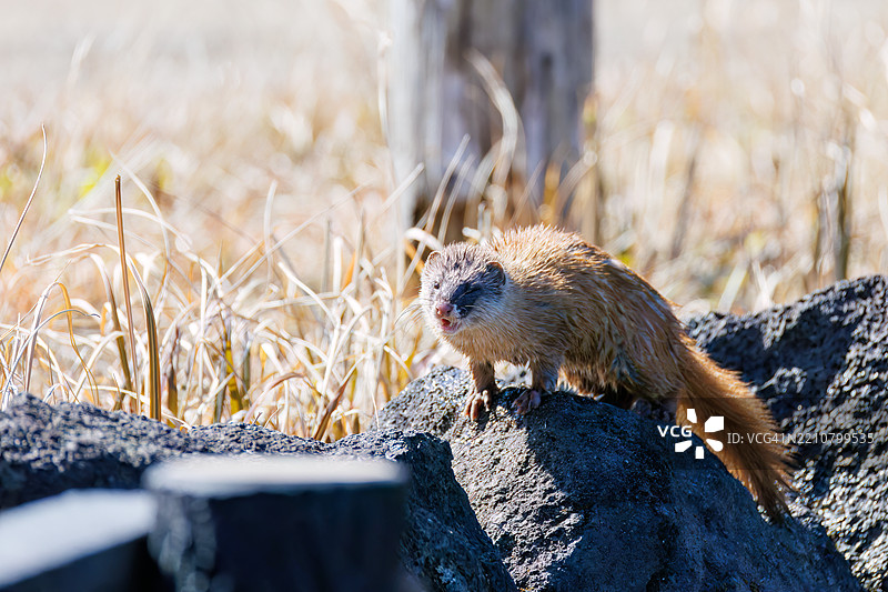 一只可爱的日本鼬鼠（Mustela itatsi，鼬科）。它跳入池塘，捕获了一只日本火腹蝾螈（Cynops pyrrhogaster）。东京，伊豆群岛，八丈岛 - 2025年3月1日。图片素材