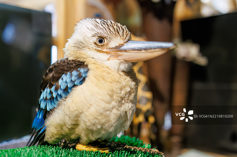 蓝翅笑翠鸟，Dacelo leachii图片素材