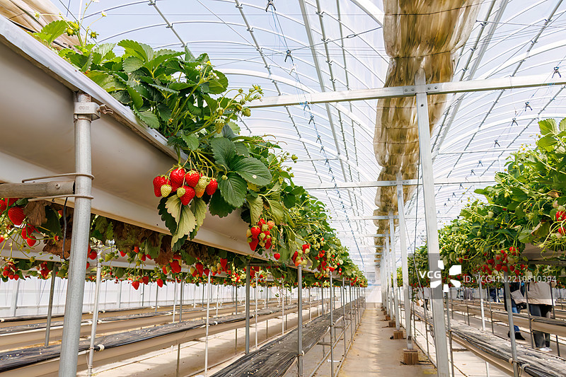 春季草莓采摘。无限量享用成熟的草莓。图片素材