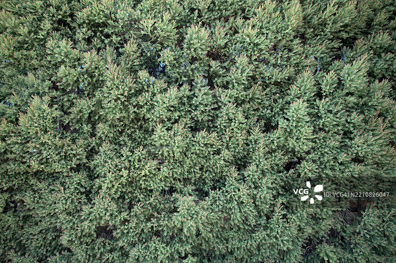 一棵长满叶子的绿色灌木图片素材