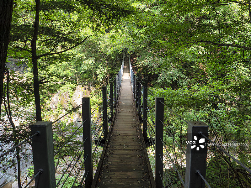夏季山中郁郁葱葱森林中的悬索桥图片素材